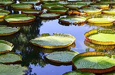 Guía de Isla Mauricio