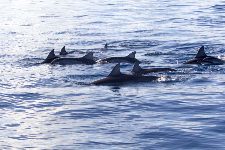 Delfines en su hábitat natural en Mauricio