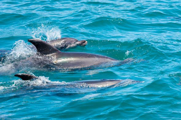 Nado con delfines en Río Negro
